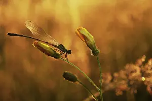 Bluet: Azure Bluet