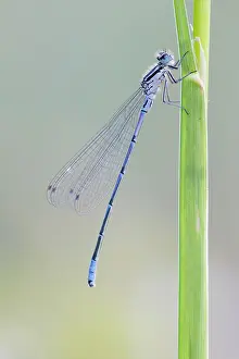 Bluet: Azure Bluet
