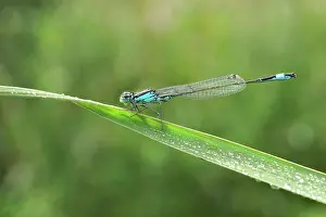 Bluet: Azure Bluet