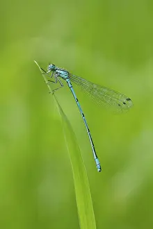Bluet: Azure Bluet