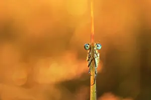 Bluet: Azure Bluet