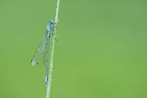Bluet: Azure Bluet