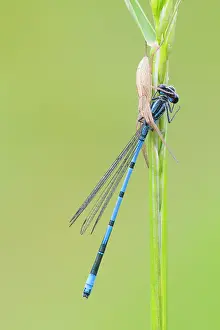 Hunter: Azure Bluet
