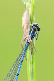 Hunter: Azure Bluet