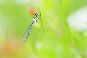 Bluet: Azure Bluet