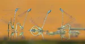 Bluet: Azure Bluet (Coenagrion puella) group mating on