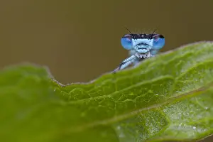Peeking: Azure Bluet (Coenagrion puella) peeking over th