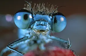 Bluet: Azure Bluet (Coenagrion puella) portrait in clo