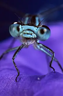 Bluet: Azure Bluet (Coenagrion puella) portrait, sitti