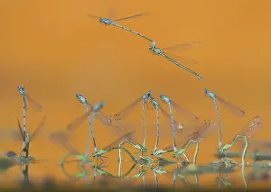 Bluet: Azure Bluets (Coenagrion puella) flying and mat