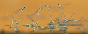Bluet: Azure Bluets (Coenagrion puella) on the water s