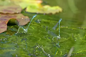 Mated: Azure Damselflies - two mated pairs ovipositing