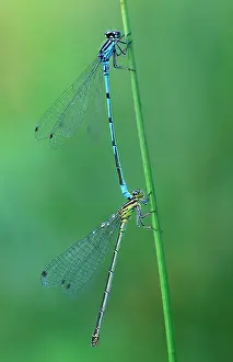 Puella: Azure DAMSELFLIES - mating, tandem