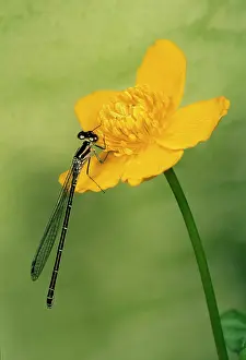 Puella: Azure Damselfly