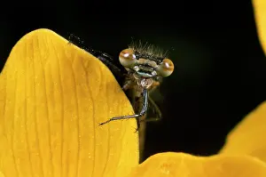 Marigolds: Azure Damselfly -