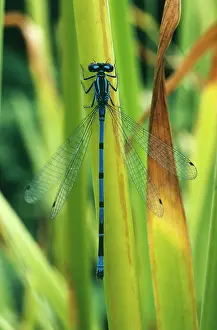 Puella: Azure Damselfly