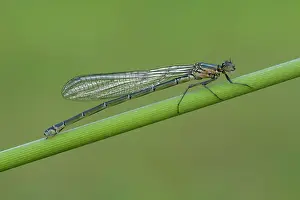 Bluet: Azure Damselfly (Coenagrion puella)