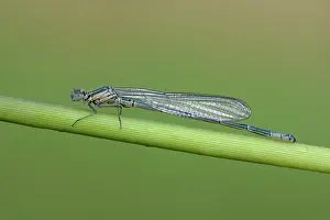 Bluet: azure damselfly (Coenagrion puella)