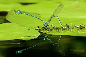 Mated: Azure Damselfly - mated pair laying eggs on leaf
