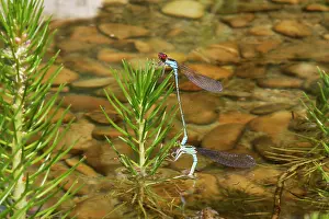 Puella: Azure Damselfly - mating