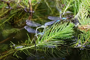 Puella: Azure Damselfly - mating on aquatic water plants