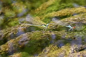 Puella: Azure Damselfly - mating on aquatic water plants