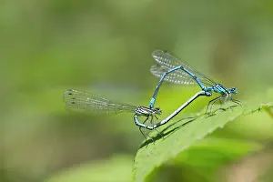 Paired: Azure Damselfly - paired - summer