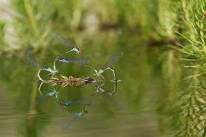 Puella: Azure Damselfly - two pairs mating on aquatic water plants