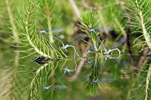 Puella: Azure Damselfly - pairs mating on aquatic water plants