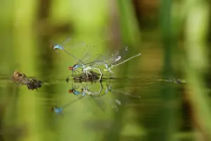 Puella: Azure Damselfly - pairs mating on aquatic water plants