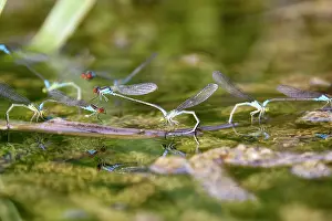 Puella: Azure Damselfly - pairs mating on aquatic water plants