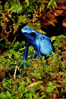 Arrow: Azure Dart Frog Dendrobates azureus Native