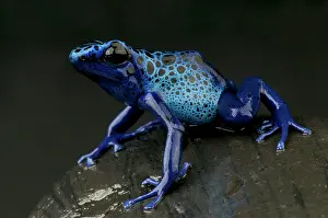 Azure: Azure Dart Frog (Dendrobates tinctorius azureus)