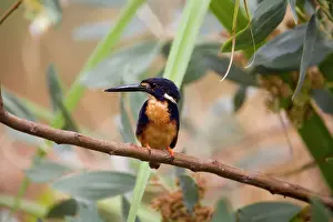 Azurea: Azure Kingfisher
