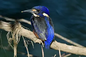 Azurea: Azure Kingfisher
