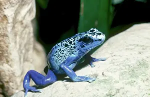 Azure: Azure Poison Dart Frog