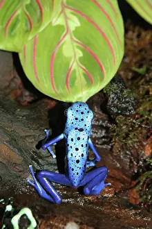 Azure: Azure Poison Dart Frog