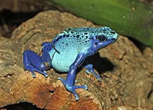Azure: Azure Poison Dart Frog