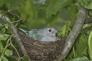 Azure: Azure-shouldered Tanager