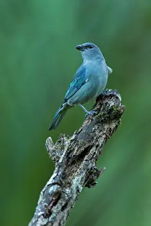 Paulo: Azure-shouldered Tanager, Atlantic Forest, Sao Paulo