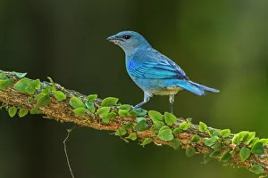 Paulo: Azure-shouldered Tanager, Atlantic Forest, Sao Paulo