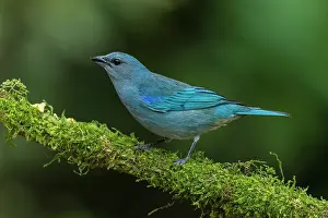 Paulo: Azure-shouldered Tanager, Atlantic Forest, Sao Paulo