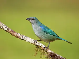 Tanager: Azure Shouldered Tanager Thraupis cyanoptera Atlantic