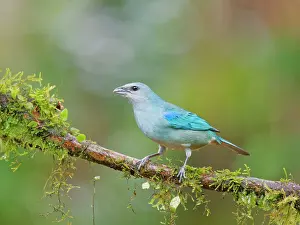 Tanager: Azure Shouldered Tanager Thraupis cyanoptera Atlantic
