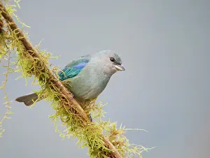 Tanager: Azure Shouldered Tanager Thraupis cyanoptera Atlantic