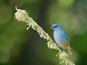 Tanager: Azure Shouldered Tanager Thraupis cyanoptera Atlantic