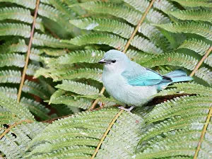 Tanager: Azure Shouldered Tanager Thraupis cyanoptera Atlantic