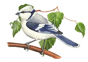 Azure: Azure Tit