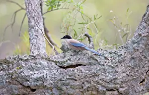 Magpies: Azure-winged Magpie