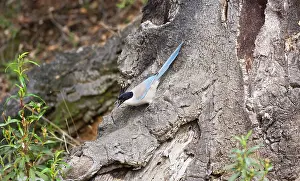 Magpies: Azure-winged Magpie